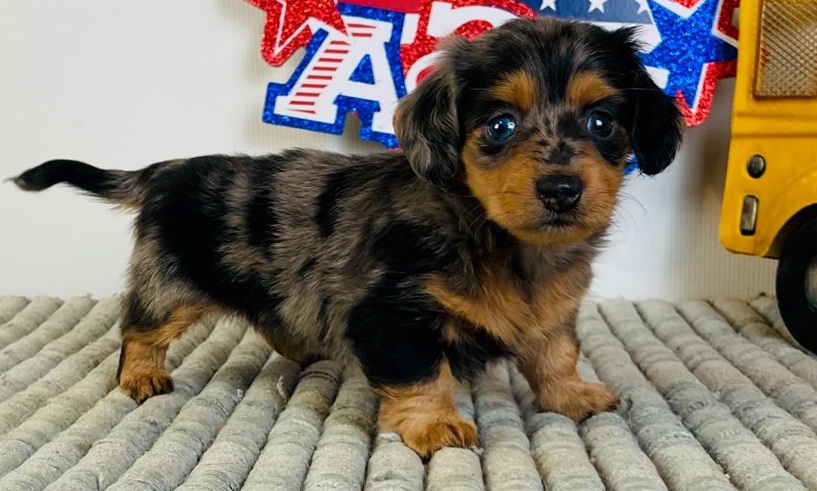 Mini Dachshund Puppies for sale