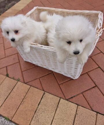 Beautiful, healthy, lovely Japanese puppies 
