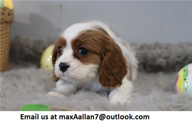 Adorable Cavalier King Charles Spaniel Puppies.