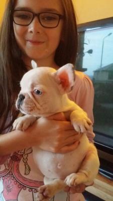 Female Blue carrying french bulldogs 