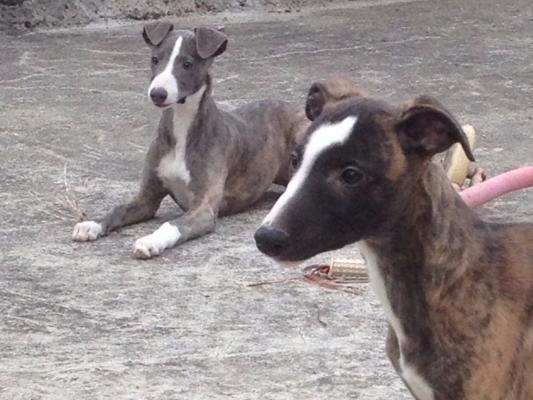 PURE WHIPPET PUPPIES