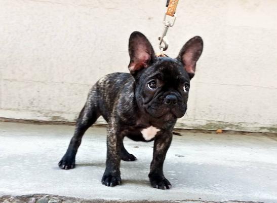 Playful French Bulldog puppies for adoption