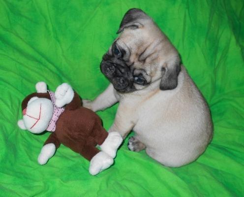 Beautiful Fawn Pug Puppies For Sale