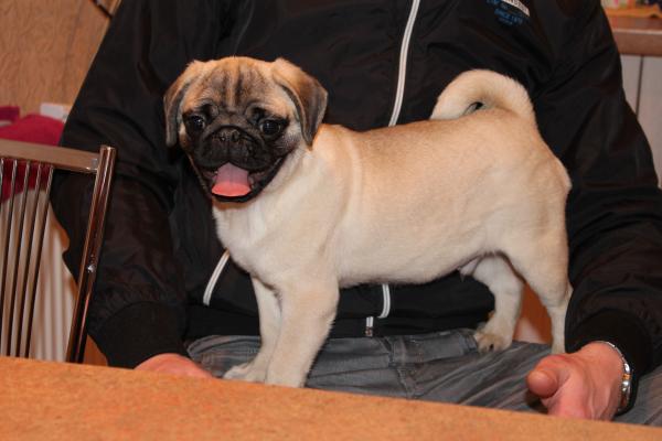 Pure breed pugs for sale