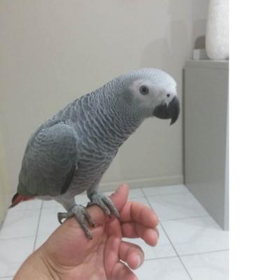 African grey parrots, Macaw parrots, Cockatoo 