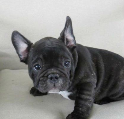 Cute frenchbulldog  Puppys for Adoption  