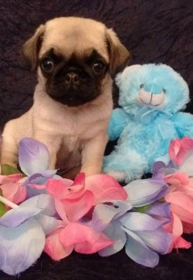 4 Beautiful Pug Puppies for sale