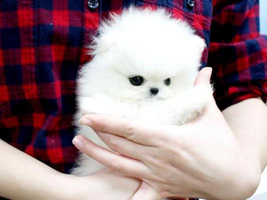 *Pomeranian toy puppies are ready*