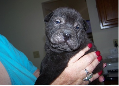 Cane Corso puppies for sale now