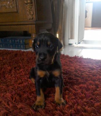 Beautiful Pure Bred Dobermann Puppies For Sale