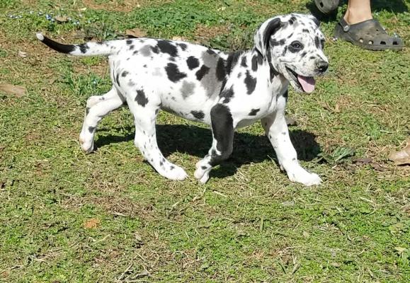 Great Danes puppies for sale