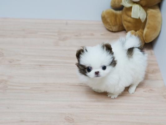 Teacup Cute Pomeranian