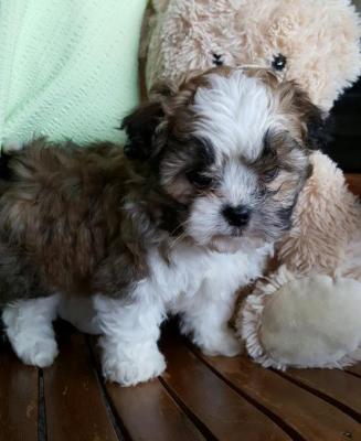 SHIH-POO PUPPY FOR SALE