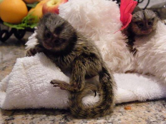 Adorable Cute baby pygmy marmoset monkeys for sale
