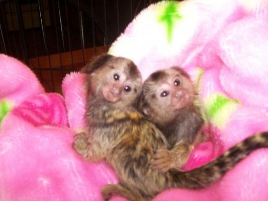 healthy pygmy marmoset Capuchin monkeys 