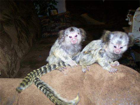 pygmy marmoset  monkeys for sale 