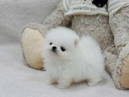 Stunning Teddy Bear Pomeranian Puppies