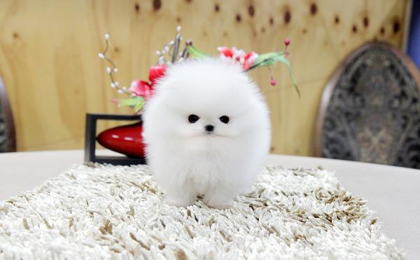 Nathaniel Ward importere erhvervsdrivende Teacup Pomeranian Puppies for sale