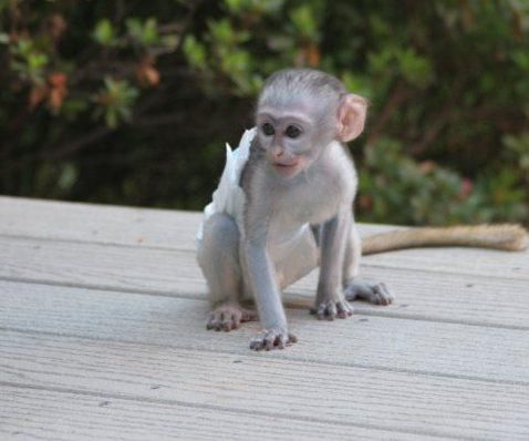 U Capuchin Marmoset And Squirrel Monkeys For Sale