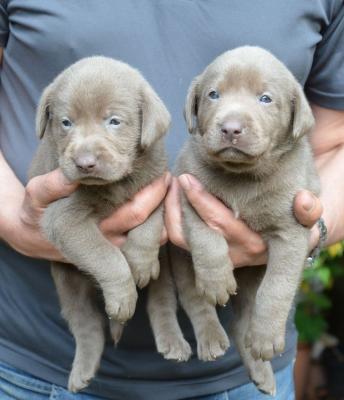 silver lab puppies cost