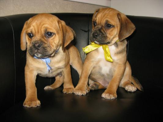 Gorgeous chunky Puggle Puppies for Sale