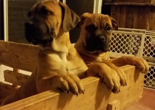 Stunning South African Boerboel Pups Ready Now