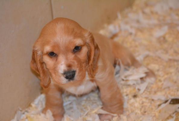 cocker spaniel puppies trade me