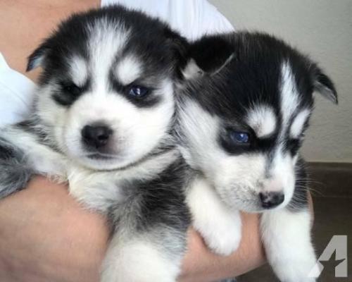 adopt a husky puppy uk