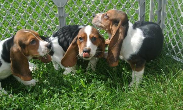 Beautiful Bassett Hound Puppies For Sale Now