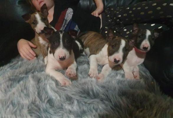 Kc Registered English Bull Terriers For Sale