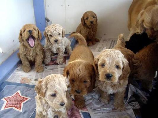 Stunning litter of  Cockapoo Puppies For Sale