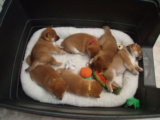 Gorgeous Pedigree Shiba Inu Puppies