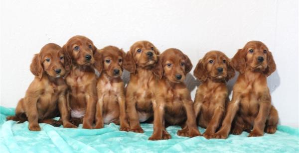  Beautiful Irish Setter Puppies Available Now!