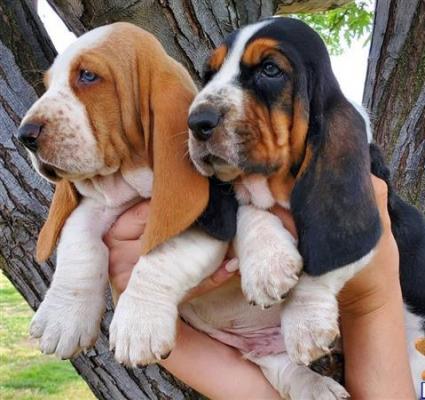 Chunky Basset Hound Puppies For Sale Here