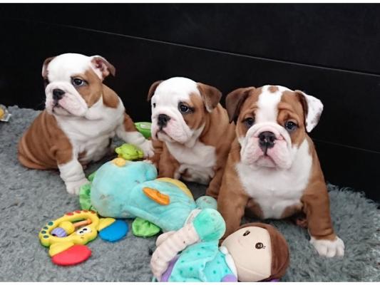 Full Pedigree English Bulldog Puppy For Sale