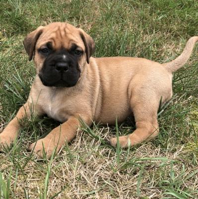 Bullmastiff Puppies Male And Females  for sale 