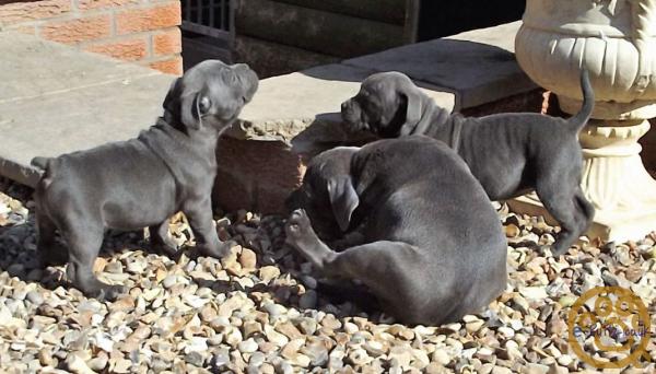  Blue Staffordshire Bull Terrier puppies for sale 