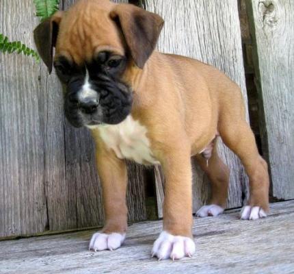 The Best Boxer Puppies for sale boys and girls 