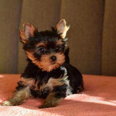 Mini Yorkshire Terrier Puppies for sale 