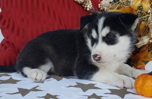 Male and female siberian husky pup for pet lovers