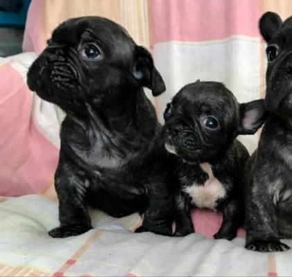 Quality Golden french  bulldog  puppies for sale