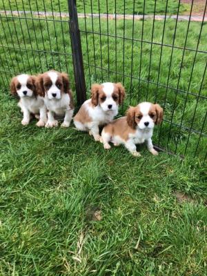 Healthy cavalier king charle  Puppies ready now
