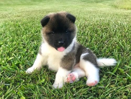 Male and female Akita  pup for pet lovers