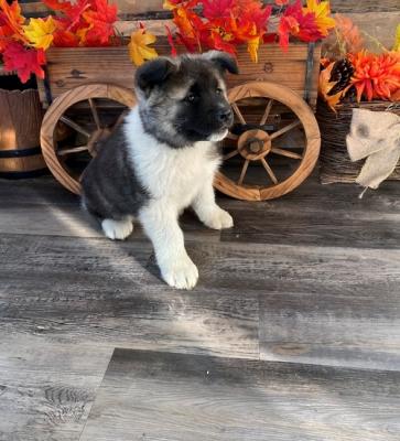 Male and female Akita  pup for pet lovers