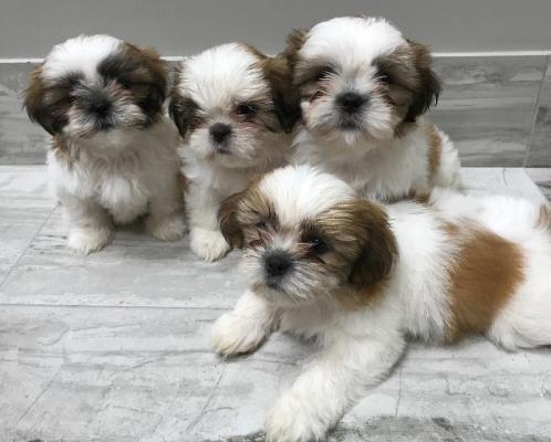 Quality Golden shih tzu   puppies for sale