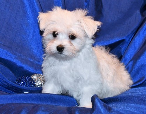 Healthy maltese  Puppies ready now