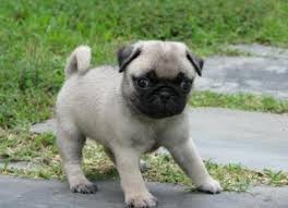 Male and female pug  pup for pet lovers