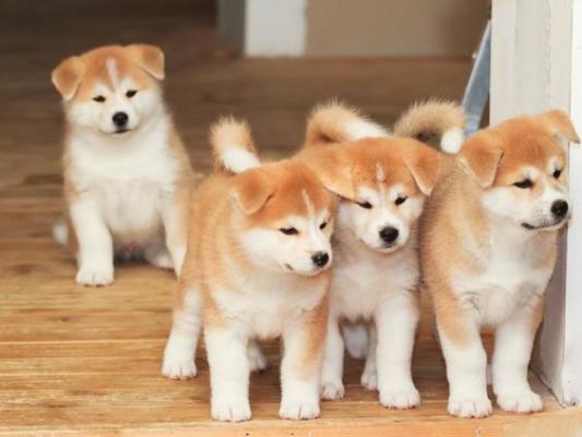 girls n boys Shiba Inu Puppies