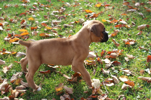 Quality Golden Golden boxer  puppies for sale