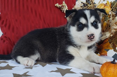 Male and female siberian husky pup for pet lovers